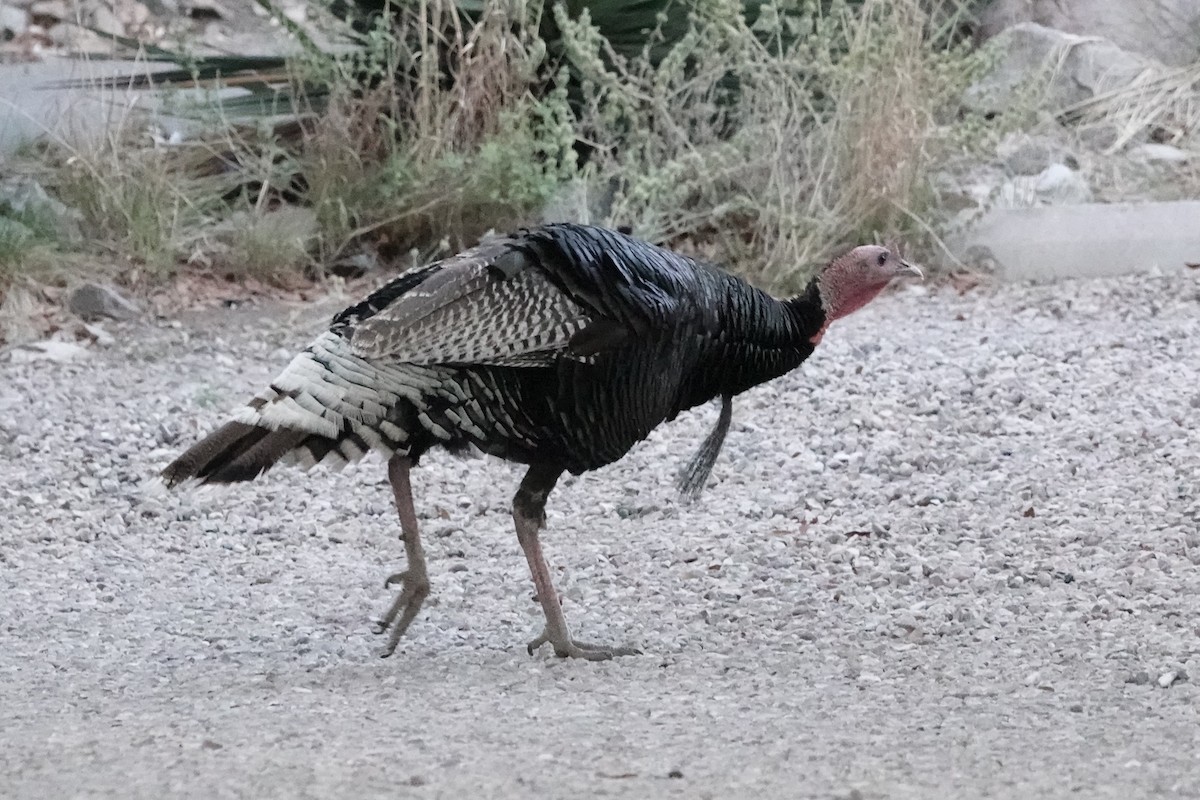 Wild Turkey - ML620760801