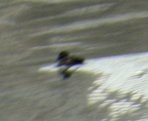 White-winged Scoter - Dave Hanscom