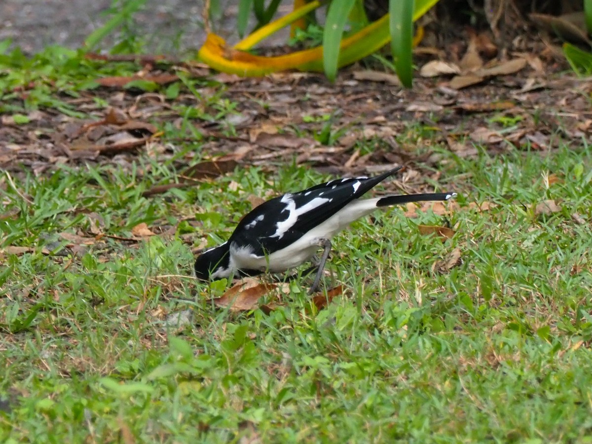 Magpie-lark - Todd Deininger