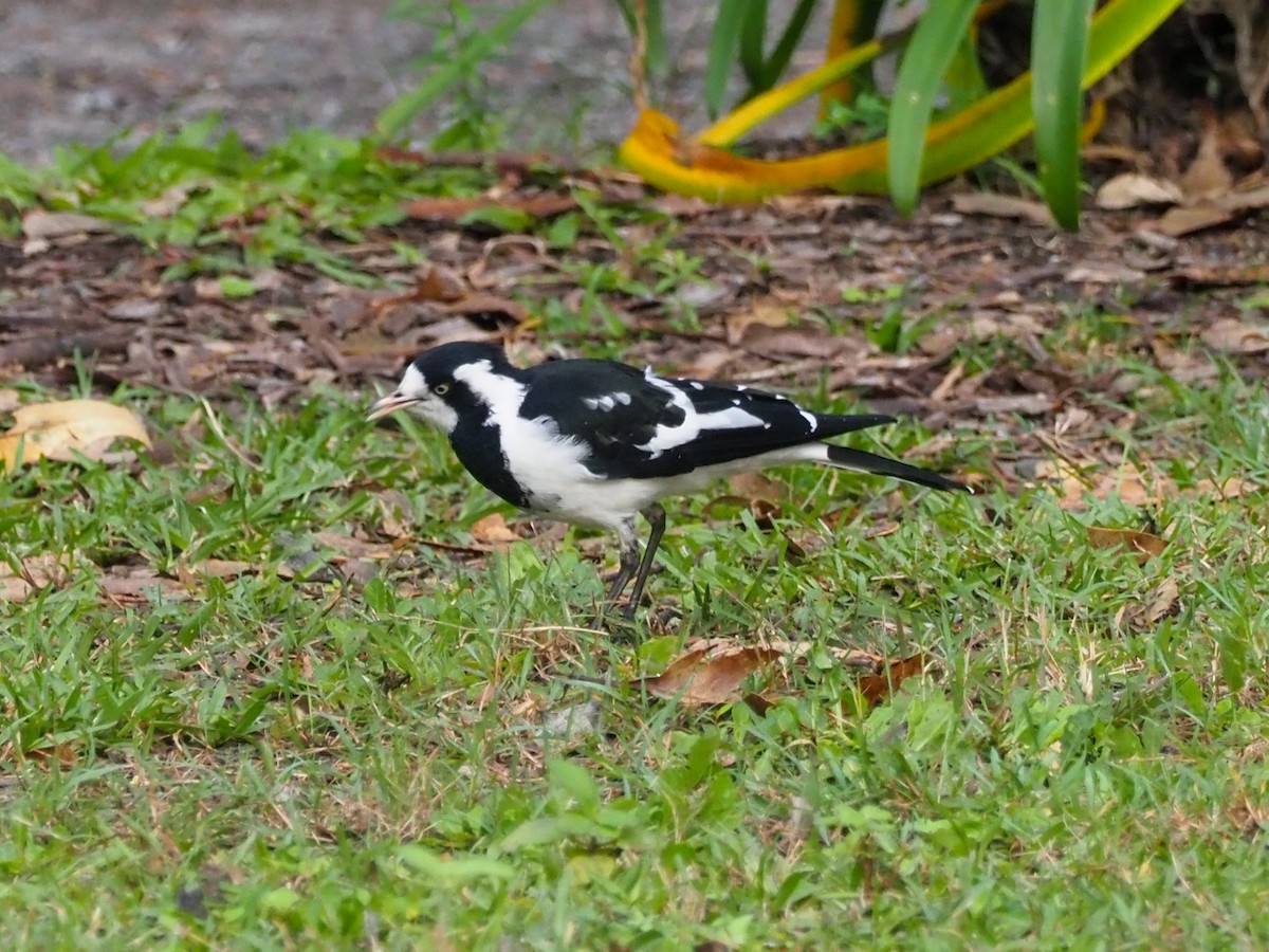 Magpie-lark - ML620760809