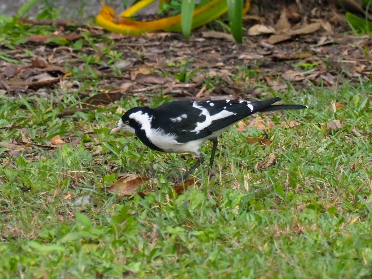 Magpie-lark - Todd Deininger