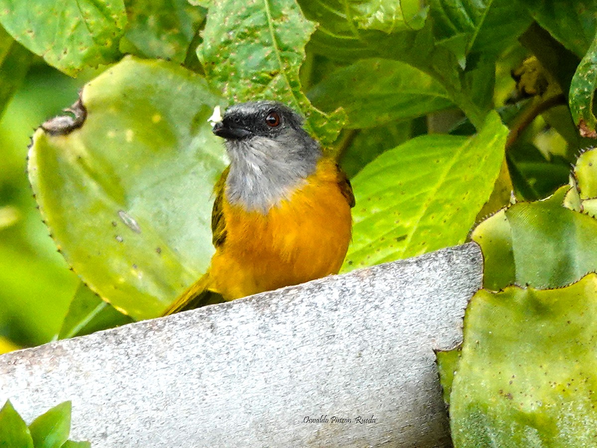 Gray-headed Tanager - ML620760812