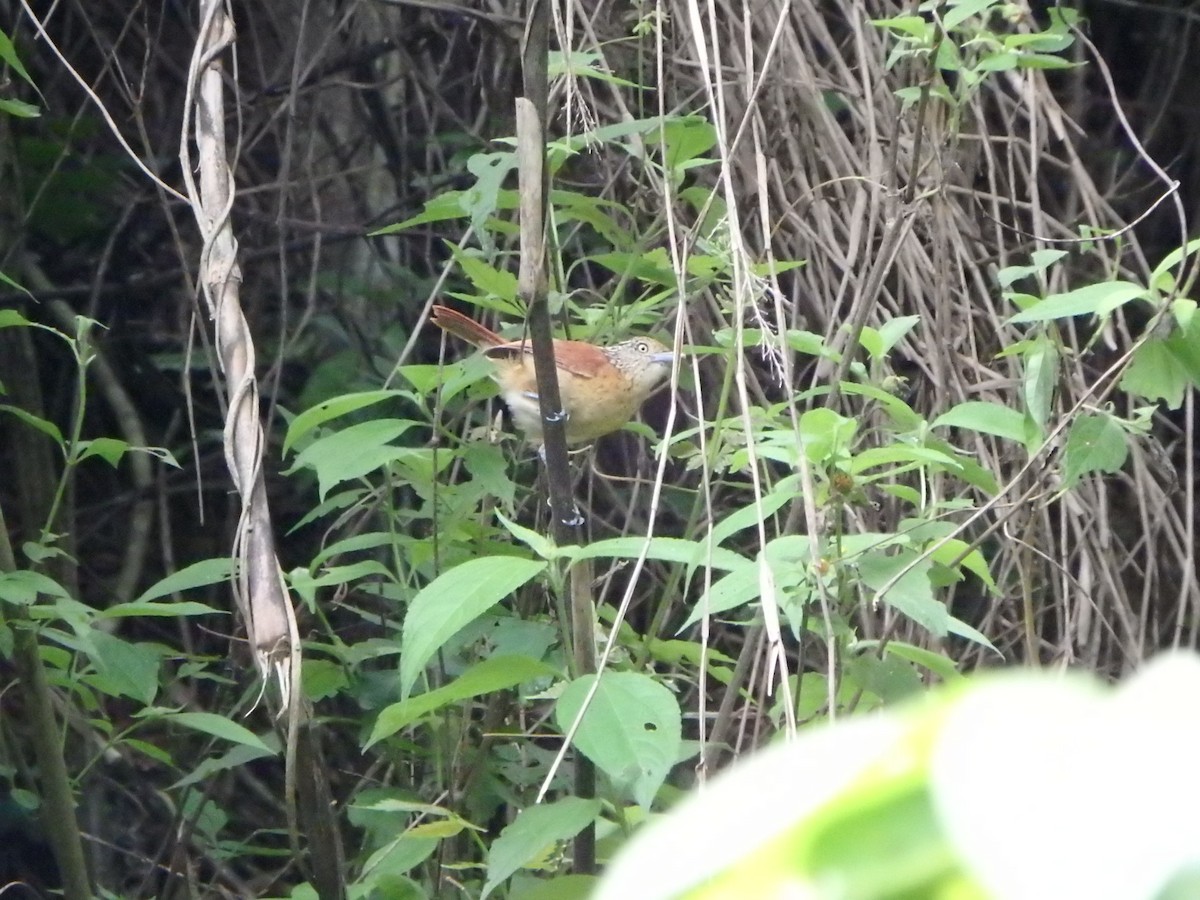 Barred Antshrike - ML620760813