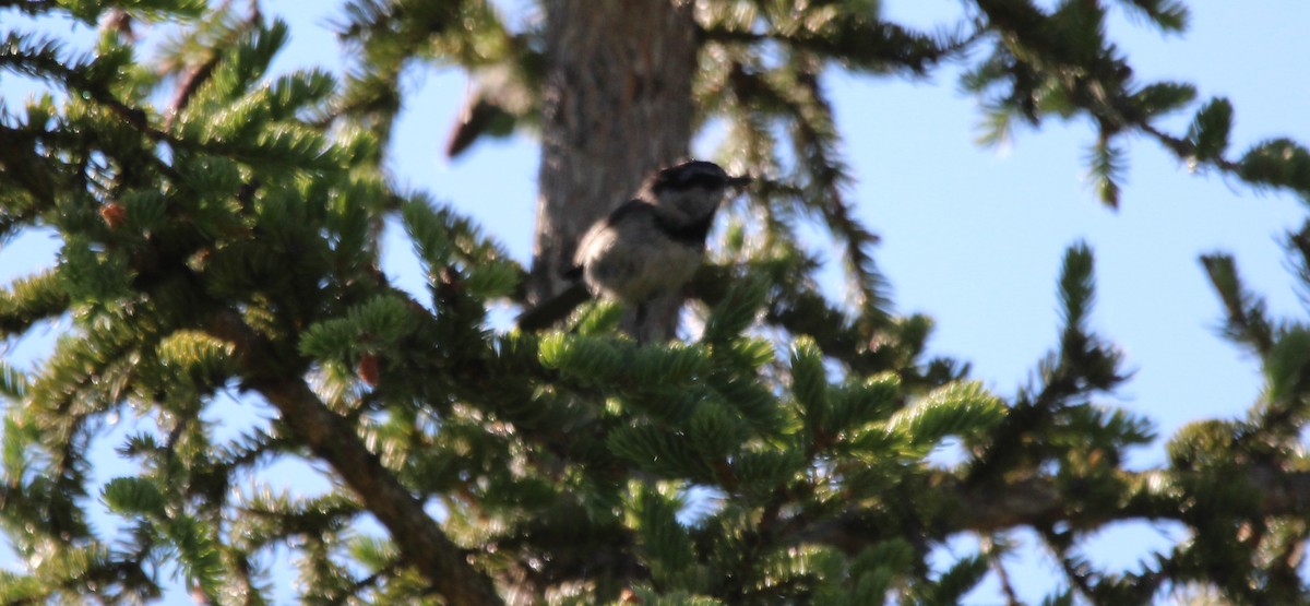 Mountain Chickadee - ML620760814