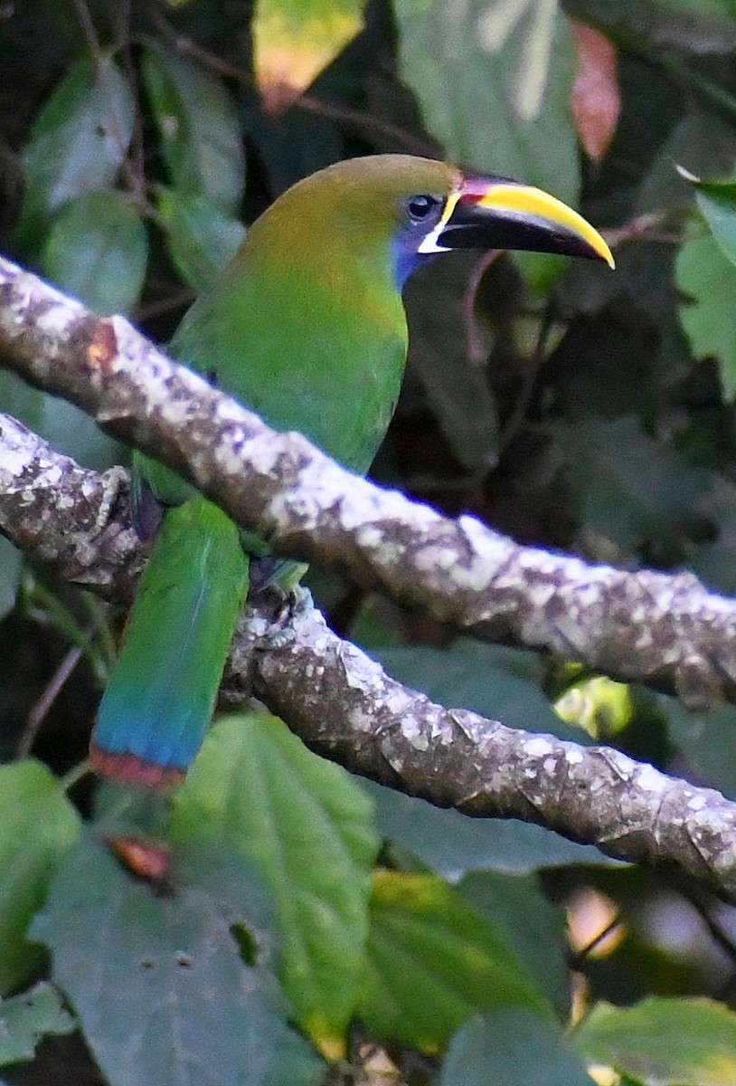 Northern Emerald-Toucanet - ML620760816