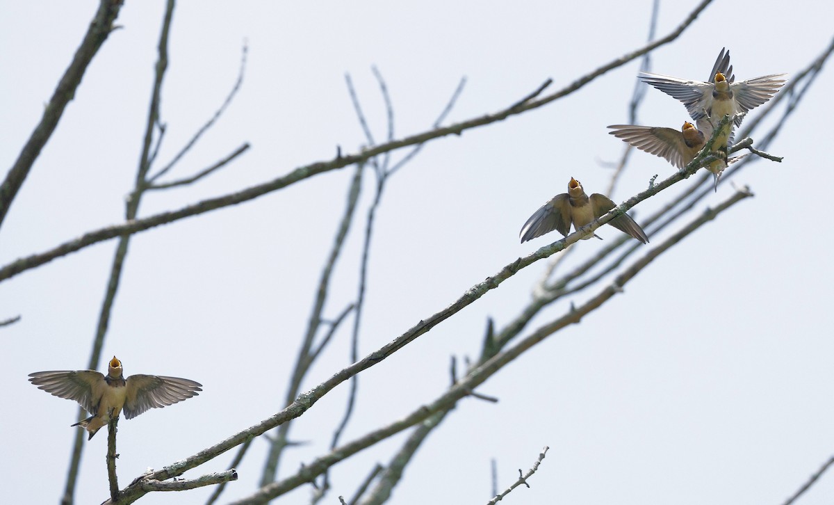 Barn Swallow - ML620760817