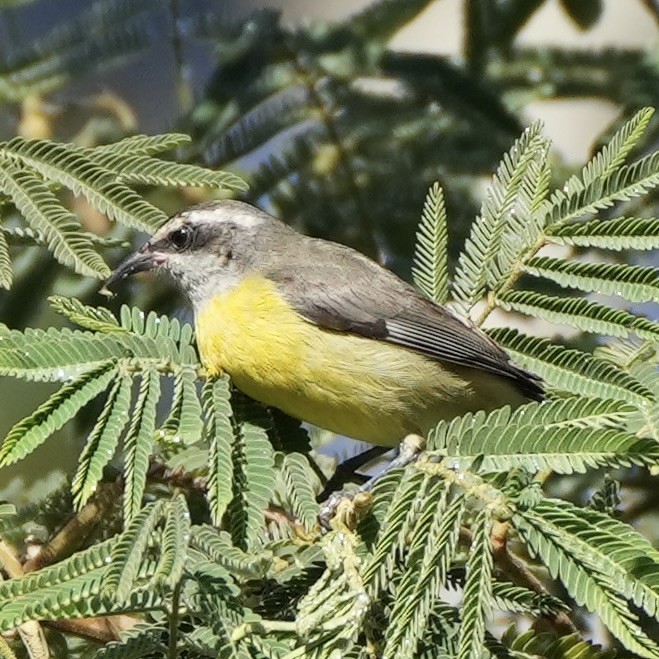 Sucrier à ventre jaune - ML620760818