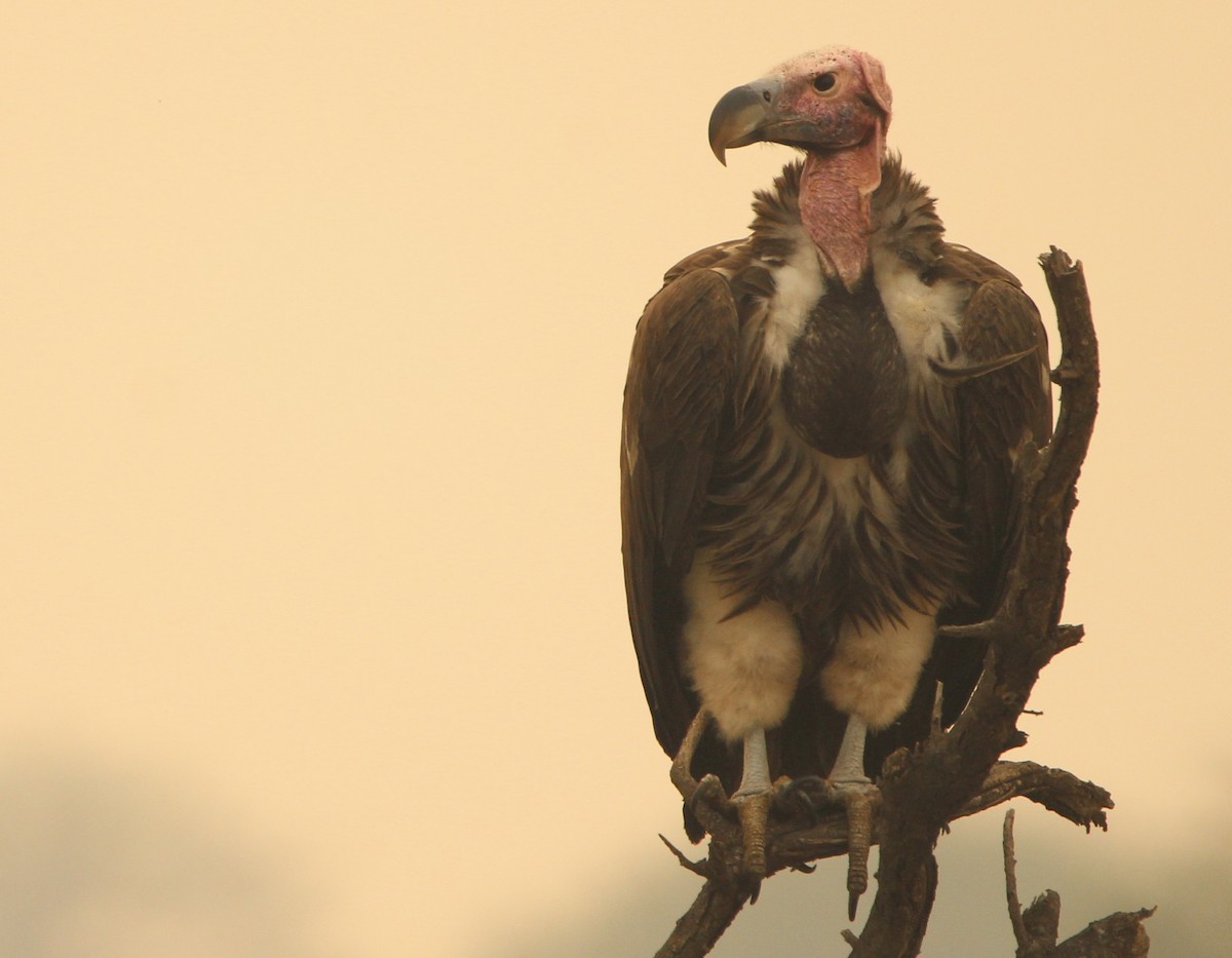 Lappet-faced Vulture - ML620760820