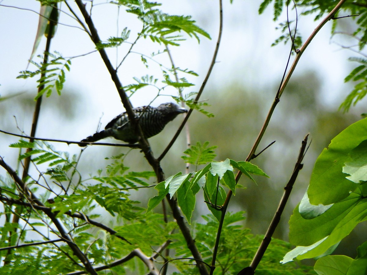 Barred Antshrike - ML620760822