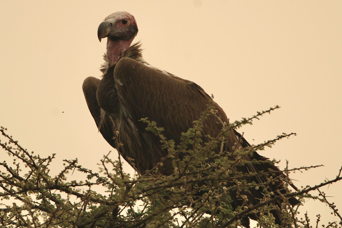 Lappet-faced Vulture - ML620760823