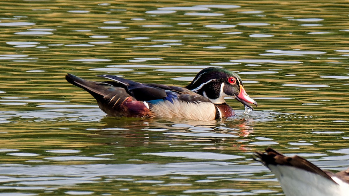 Wood Duck - ML620760825