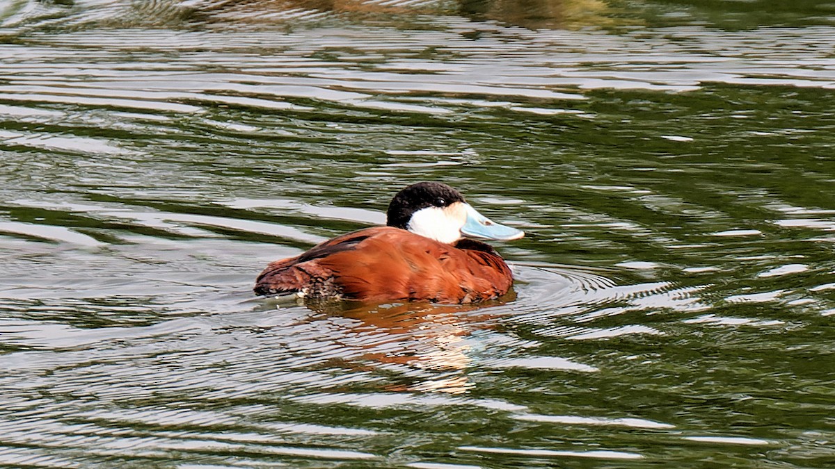 Ruddy Duck - ML620760831