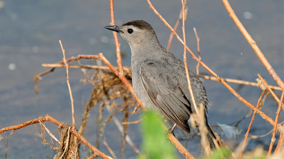 Gray Catbird - Craig Becker