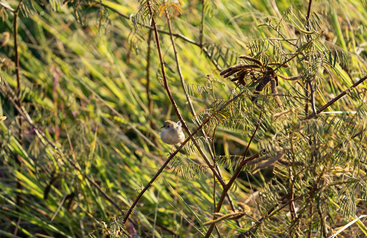 Red-billed Spurfowl - ML620760841