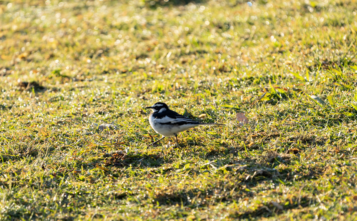 African Pied Wagtail - ML620760842