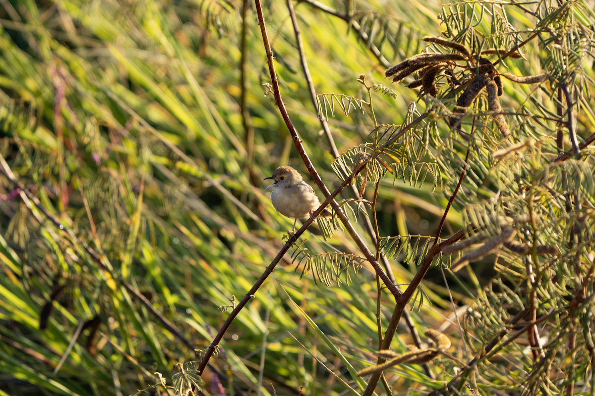 Red-billed Spurfowl - ML620760844