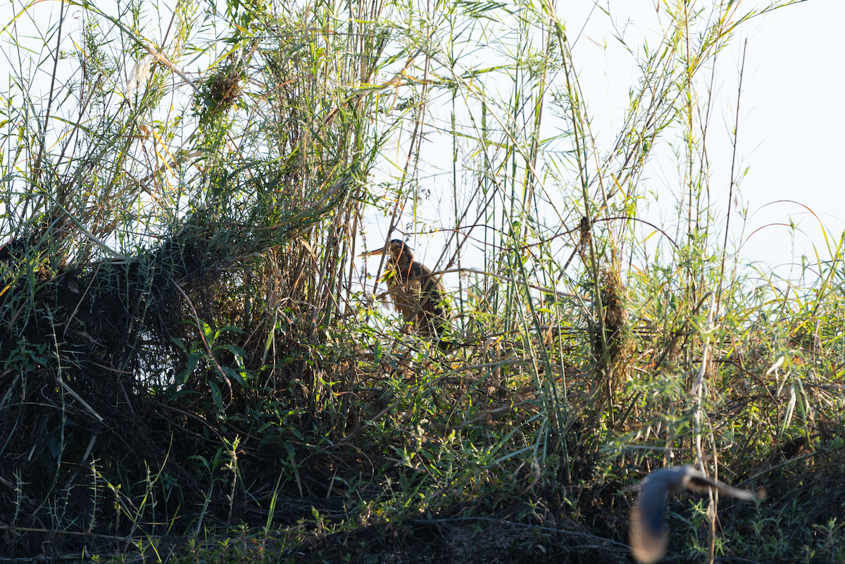 Red-billed Spurfowl - ML620760845