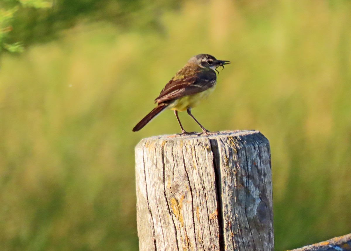 ニシツメナガセキレイ（iberiae） - ML620760849