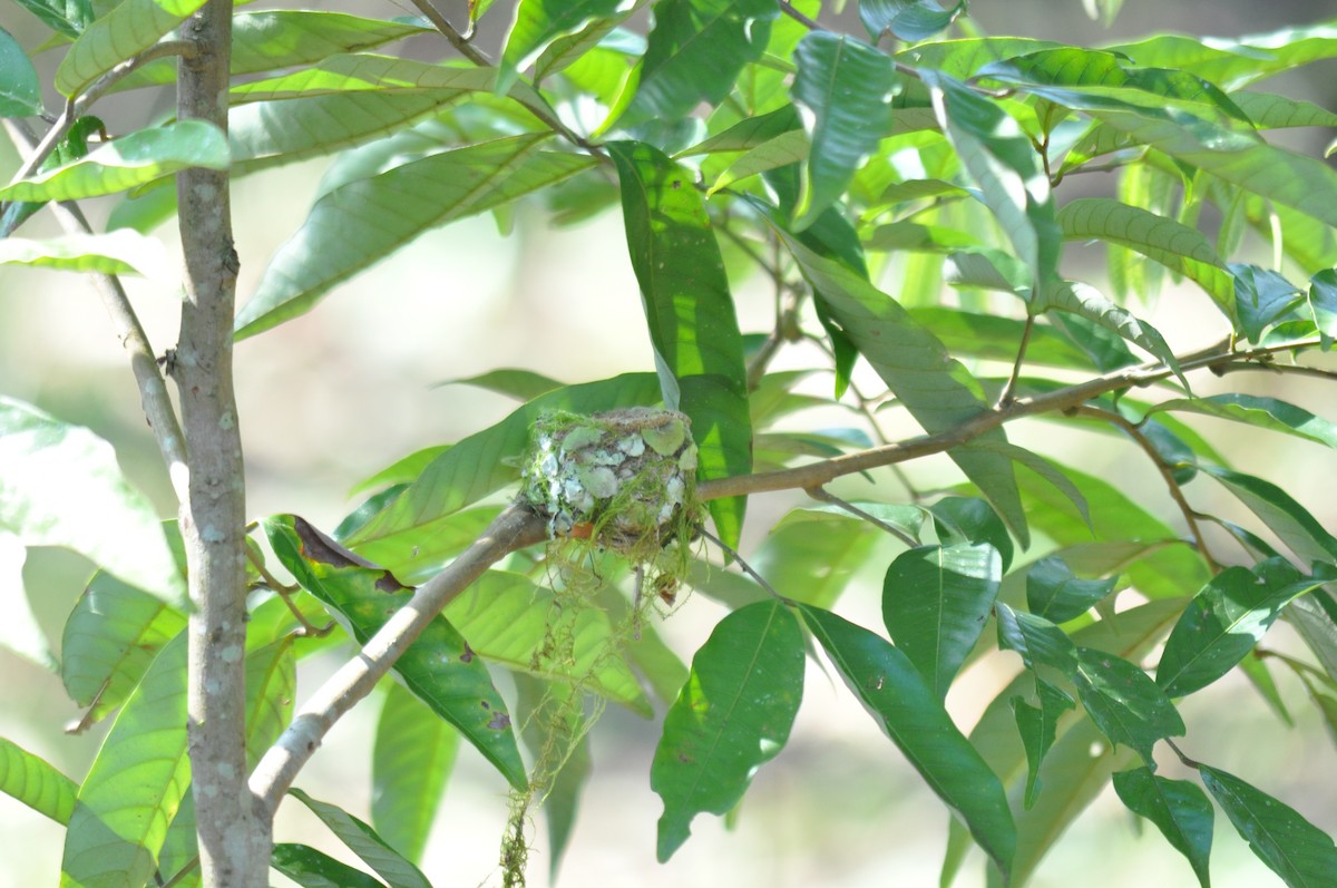 Rufous-tailed Hummingbird - ML620760853