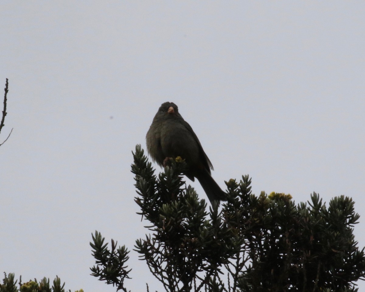 Plain-colored Seedeater - ML620760856