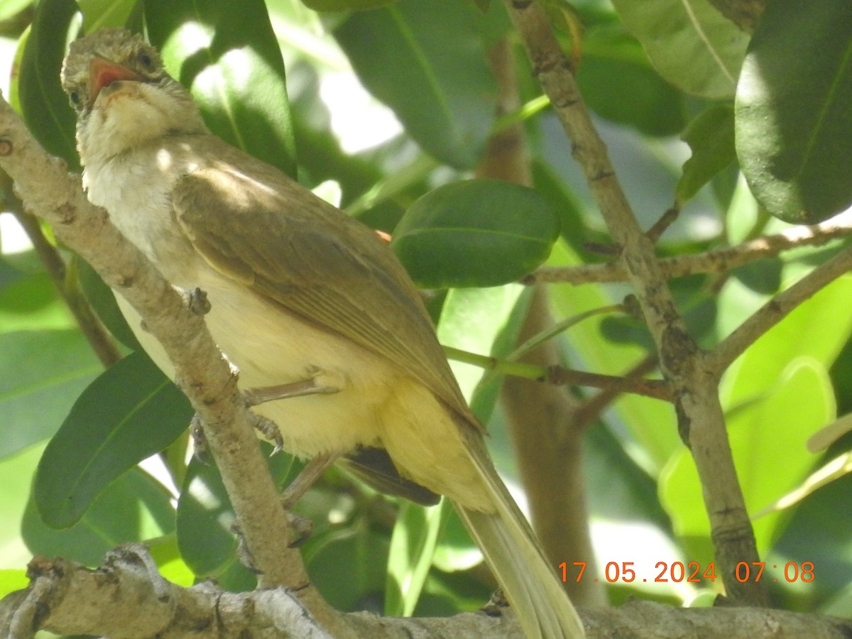 Streak-eared Bulbul - ML620760863