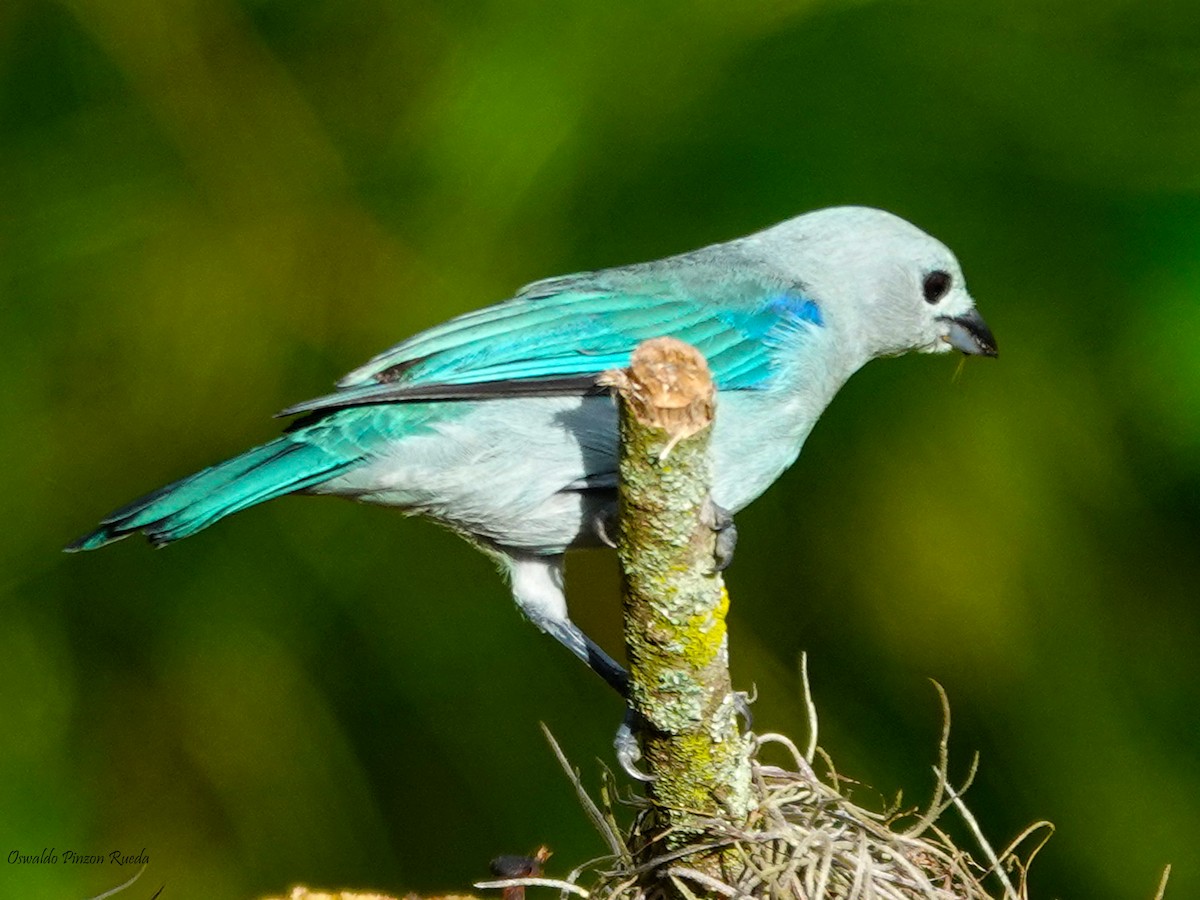 Blue-gray Tanager - ML620760870