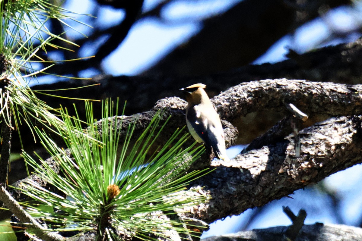 Cedar Waxwing - ML620760872