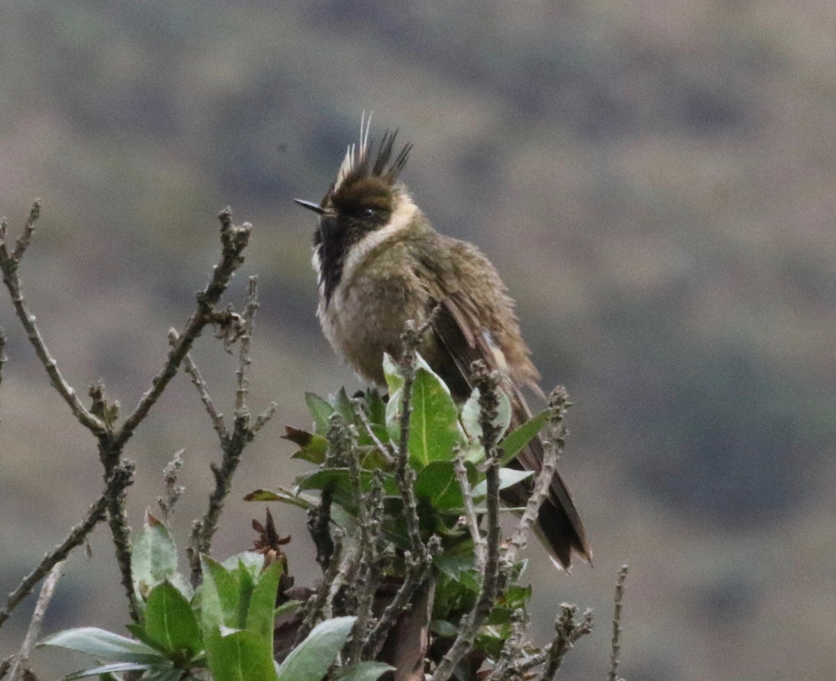 Colibrí Chivito del Nevado del Ruiz - ML620760874