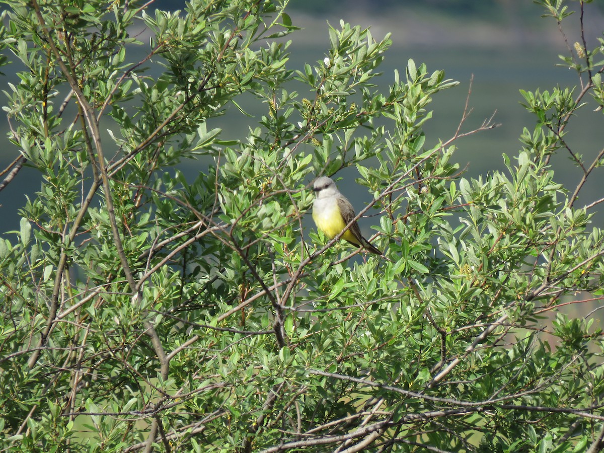 Western Kingbird - ML620760876