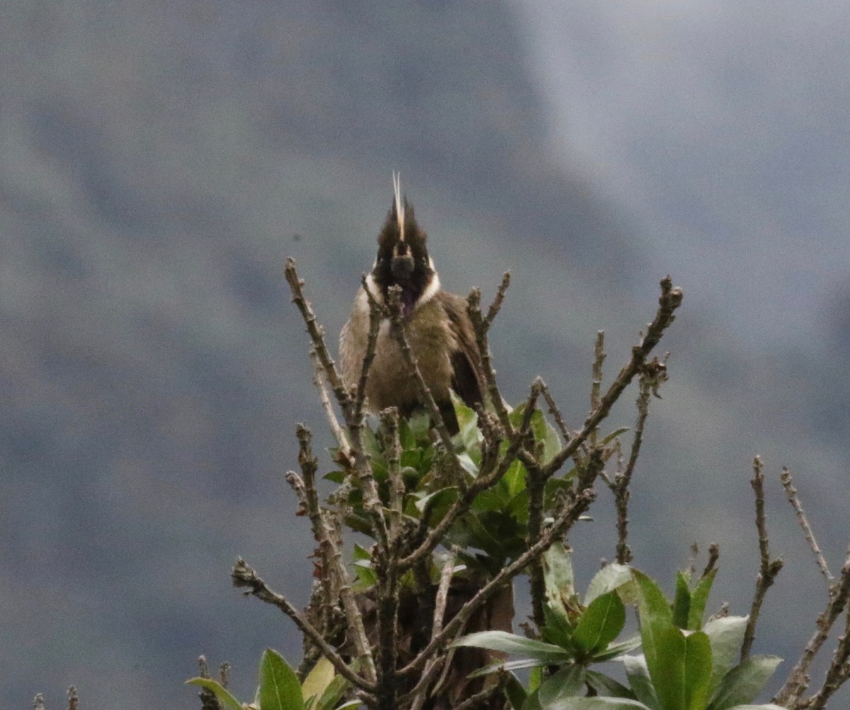 Colibrí Chivito del Nevado del Ruiz - ML620760877