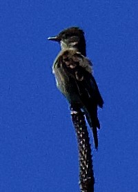 Olive-sided Flycatcher - ML620760882