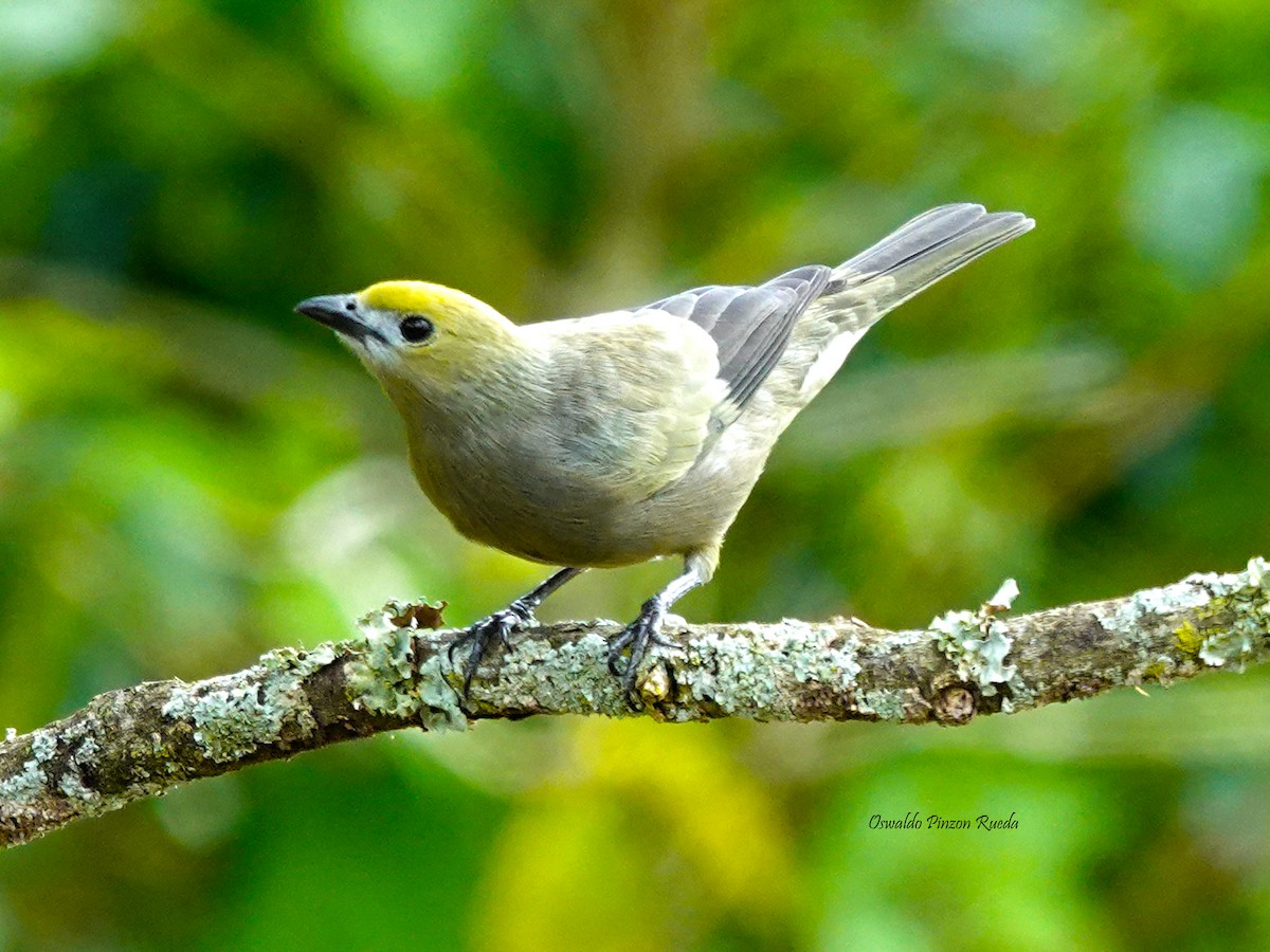 Palm Tanager - ML620760885