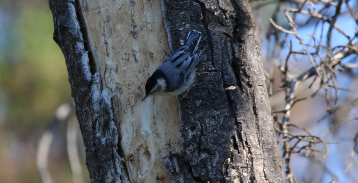 White-breasted Nuthatch - ML620760886