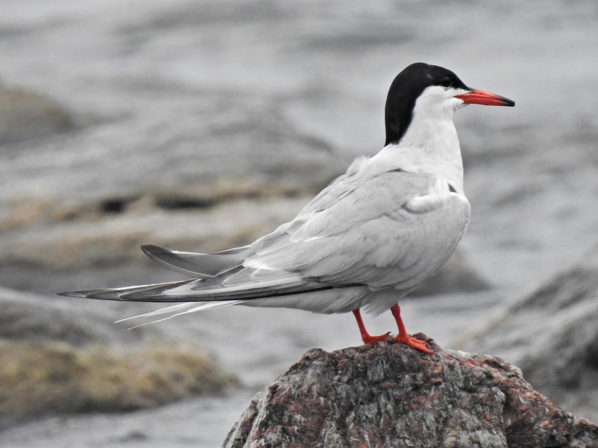 Common Tern - ML620760887