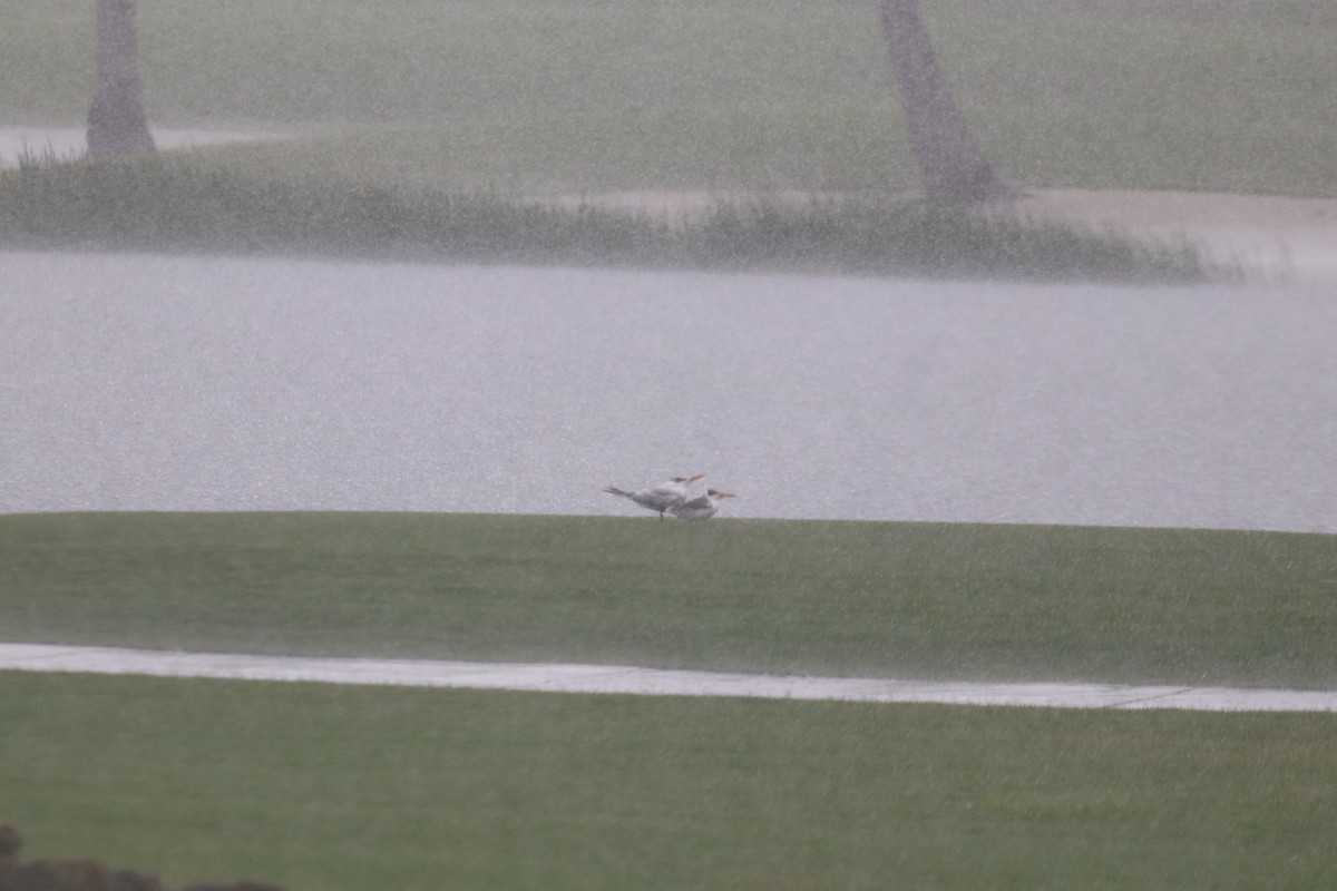 Large-billed Tern - Ken Thayer