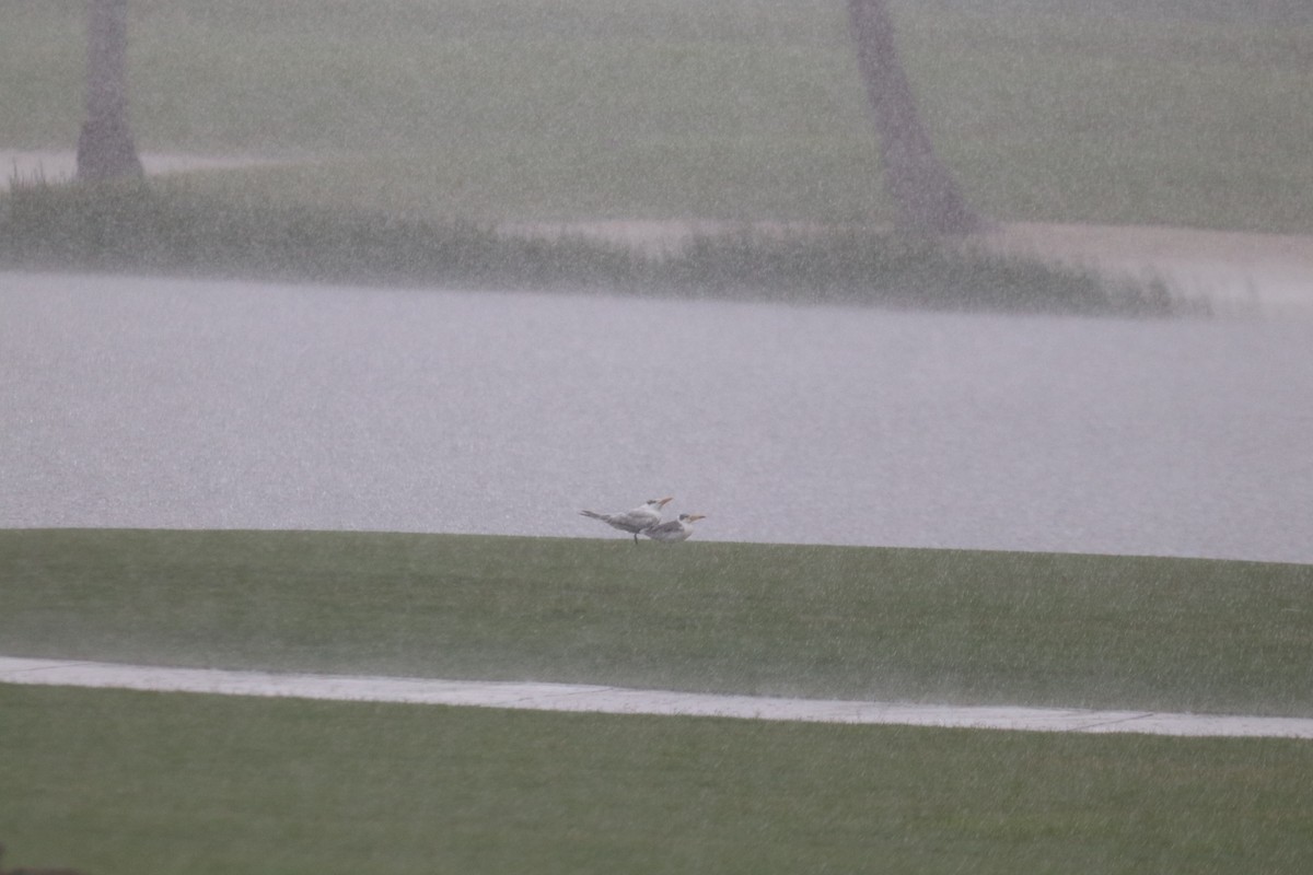 Large-billed Tern - ML620760893