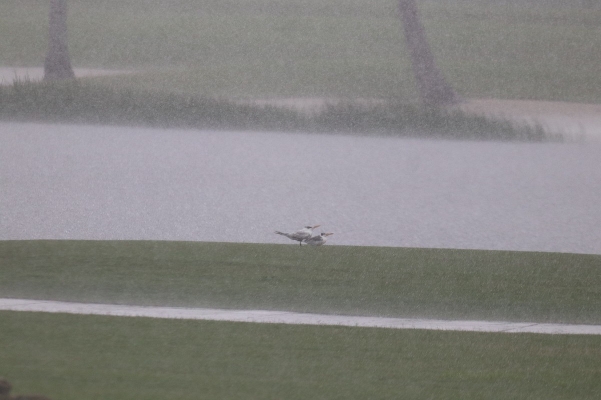 Large-billed Tern - ML620760895