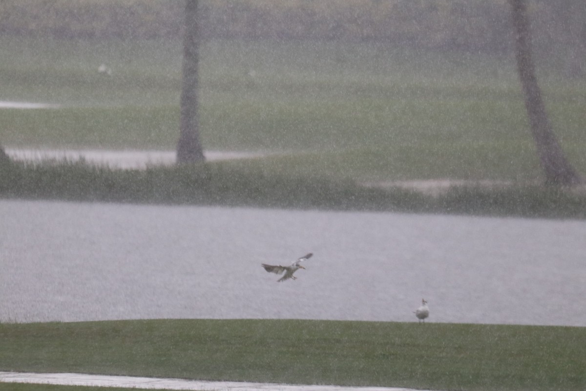 Large-billed Tern - ML620760899