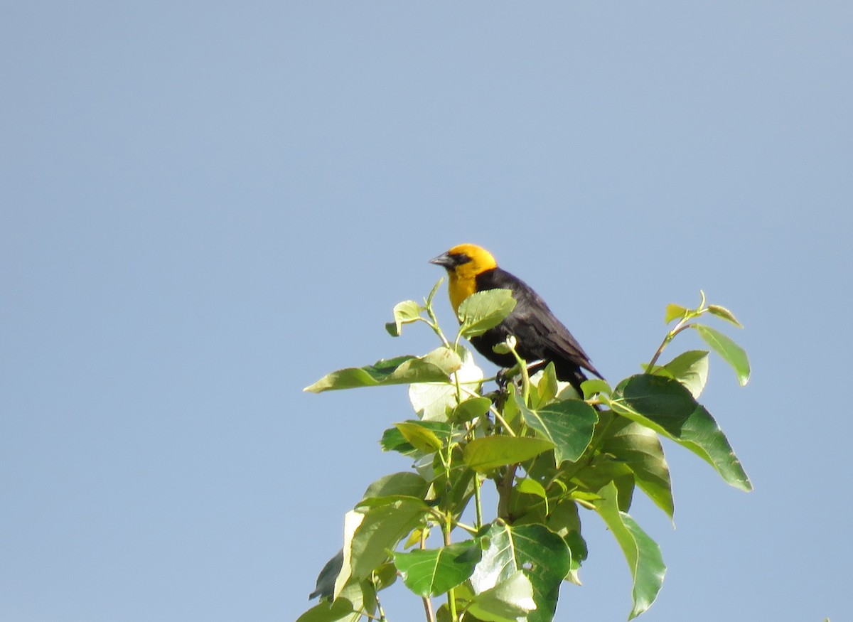 Yellow-headed Blackbird - ML620760902