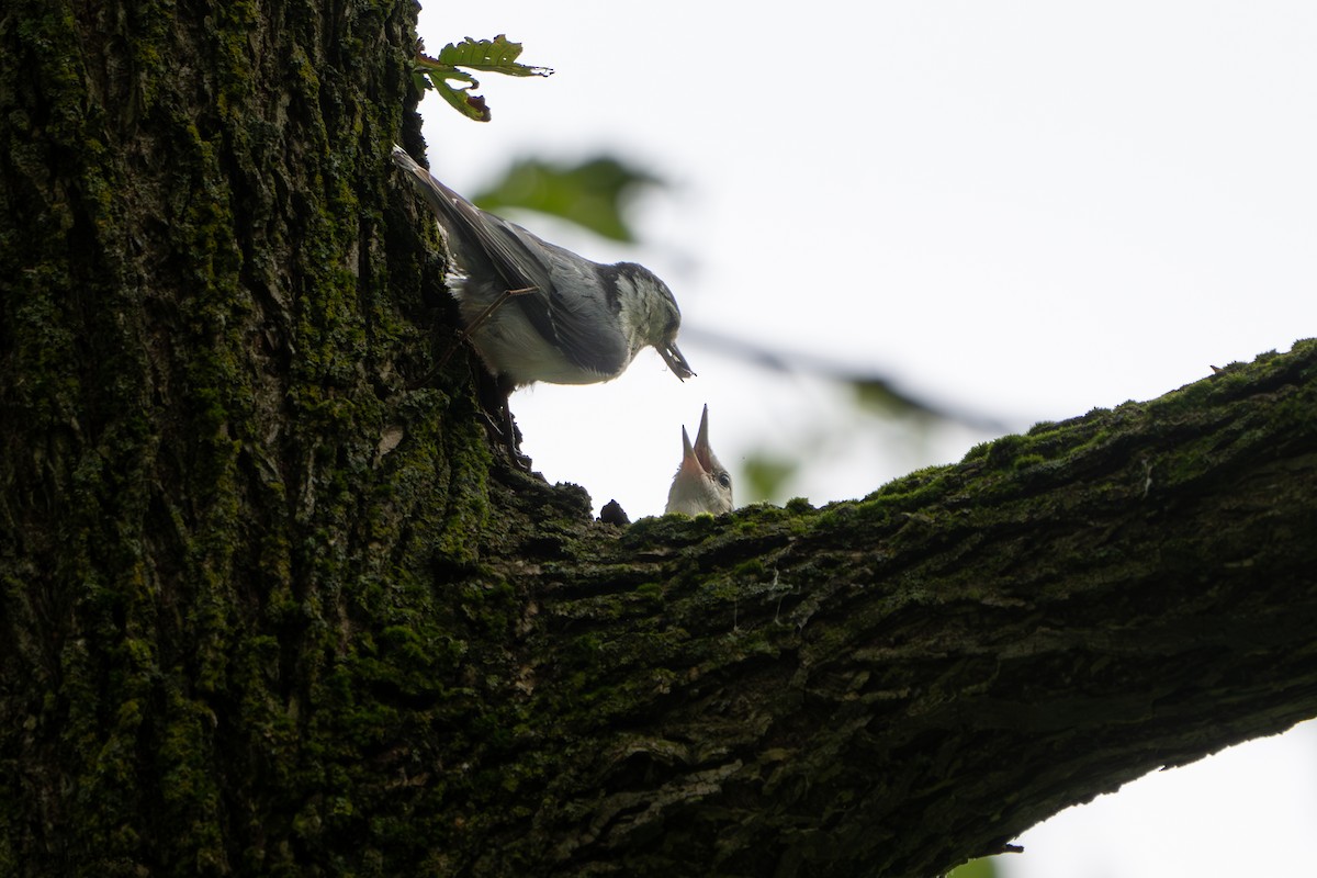 White-breasted Nuthatch - ML620760903