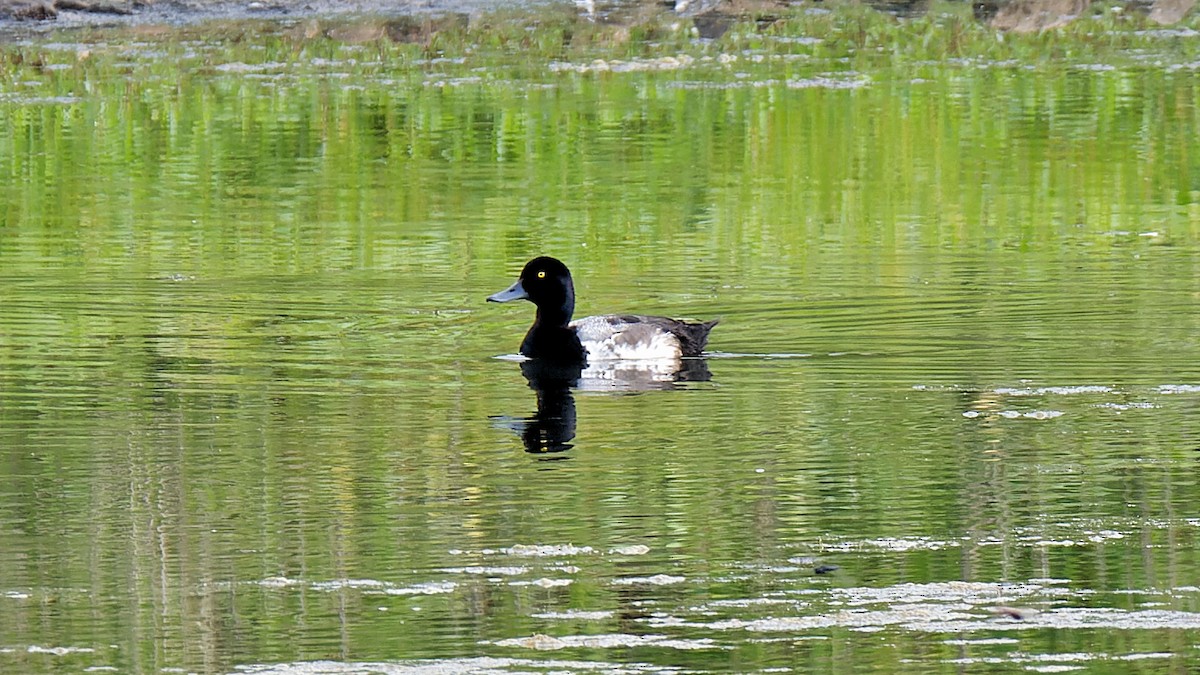 Greater Scaup - ML620760904