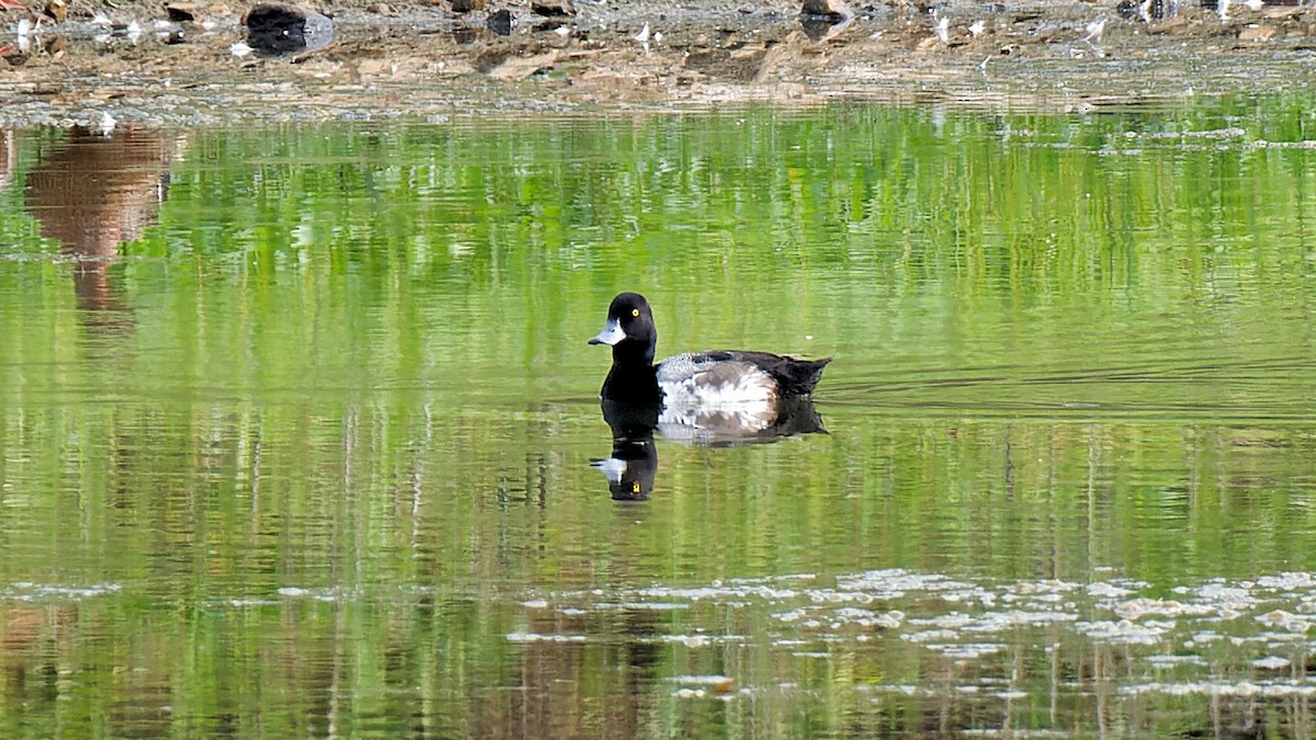 Greater Scaup - ML620760905