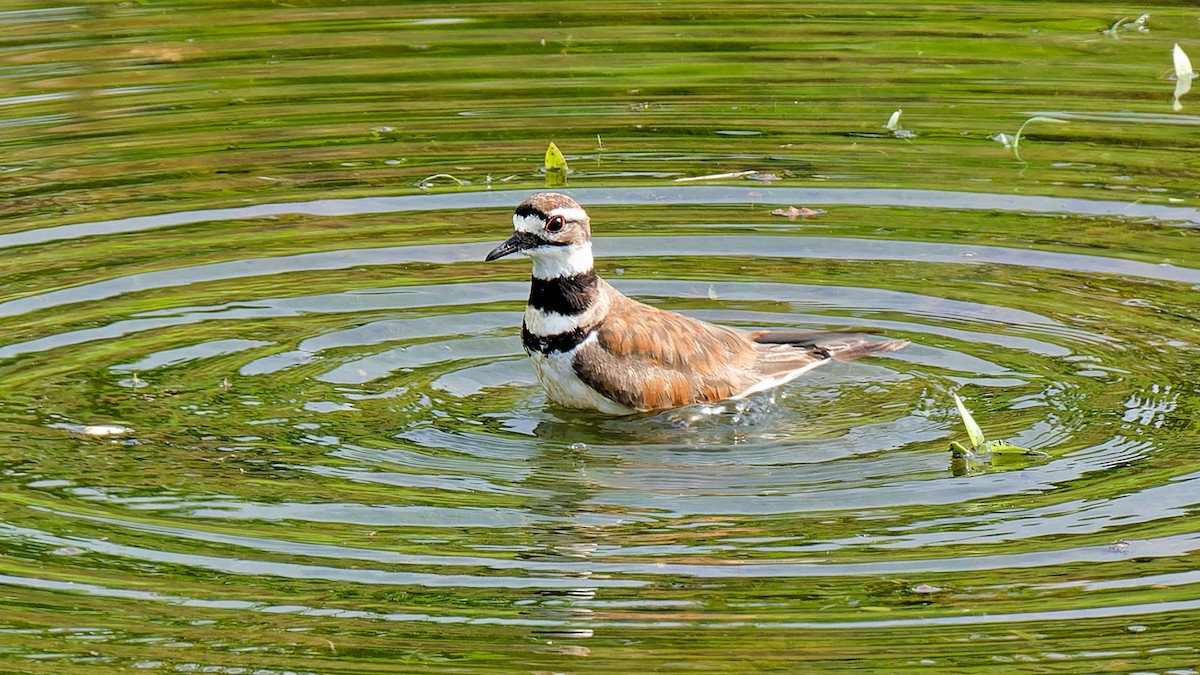 Killdeer - ML620760906