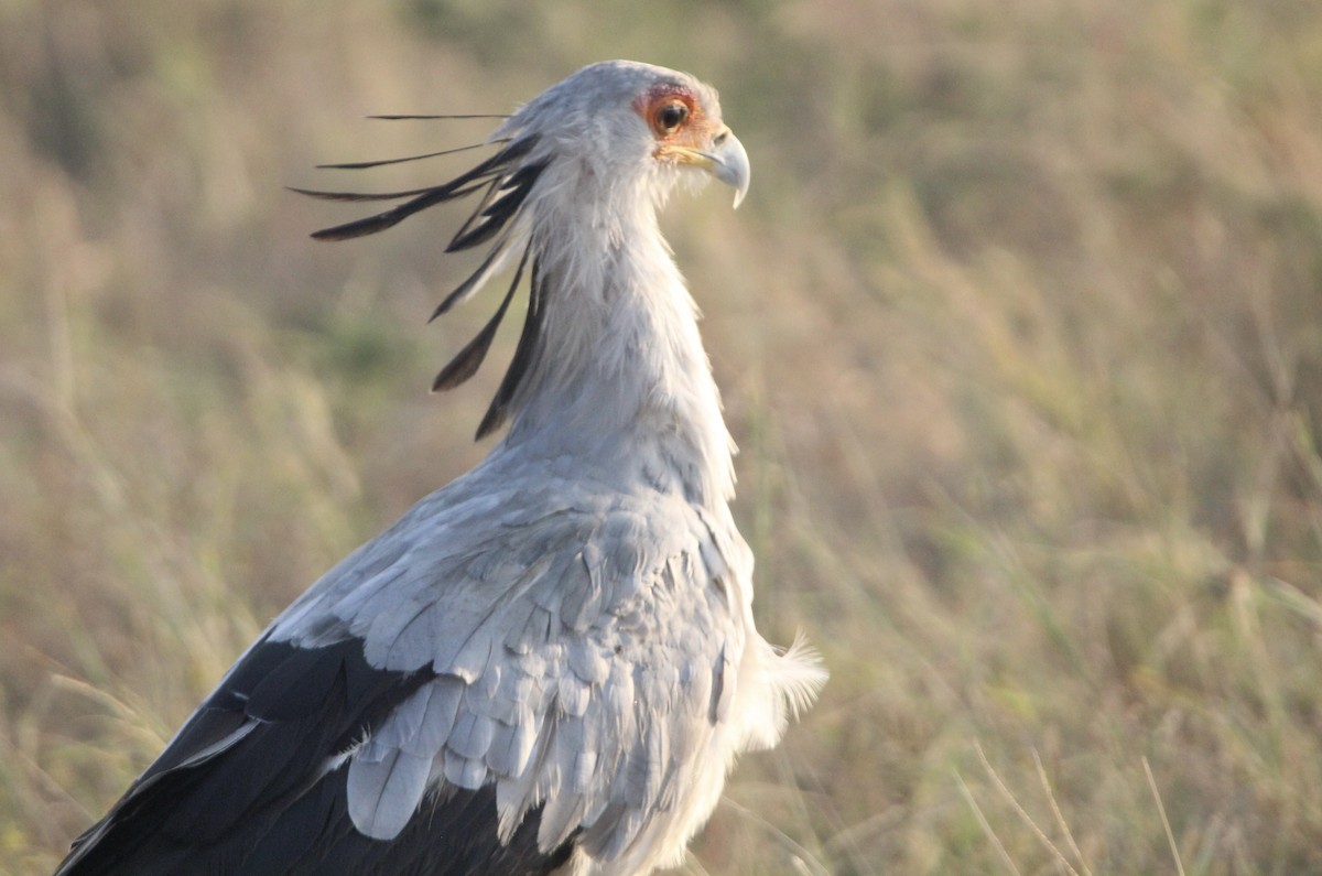 Secretarybird - ML620760907