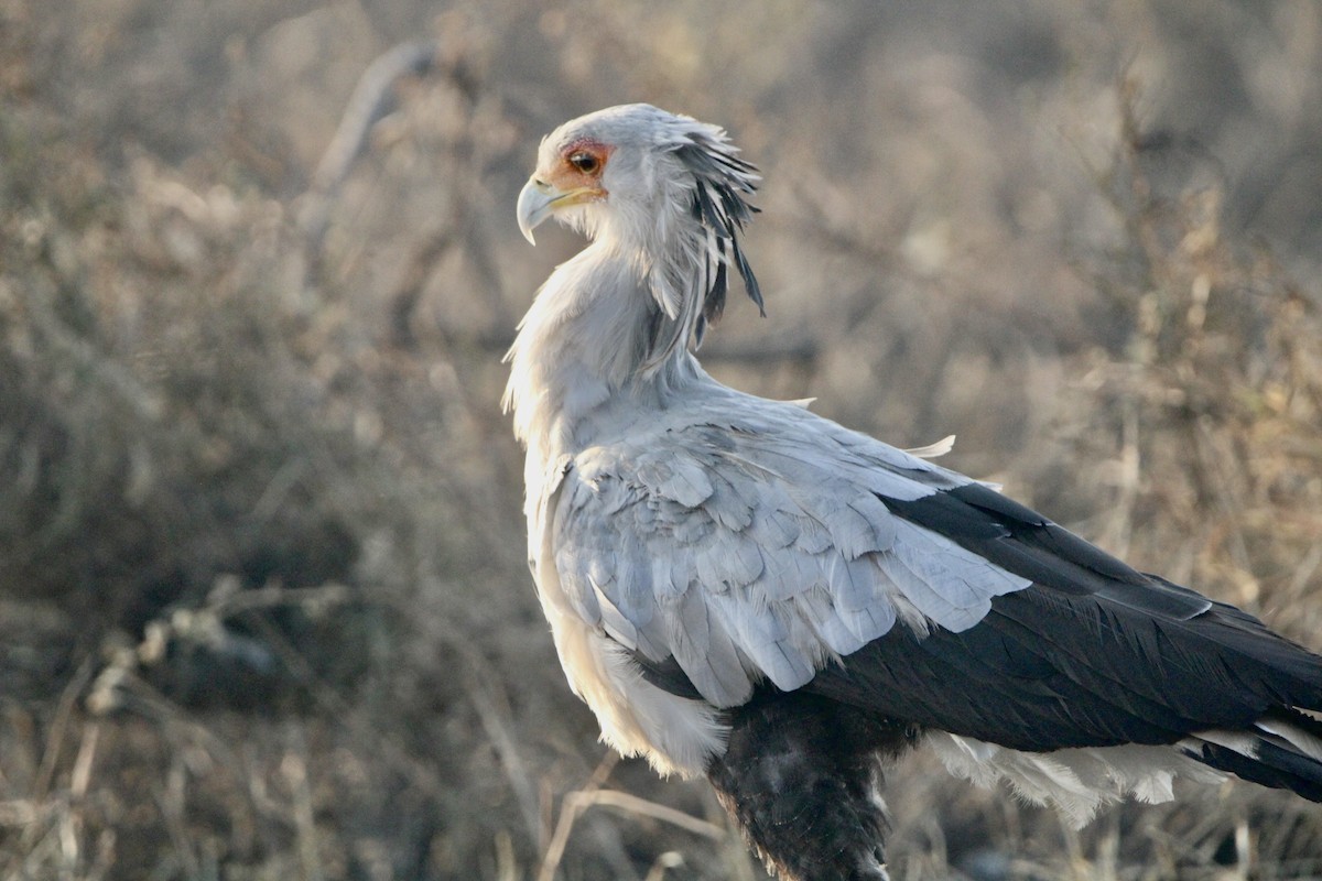 Secretarybird - ML620760909