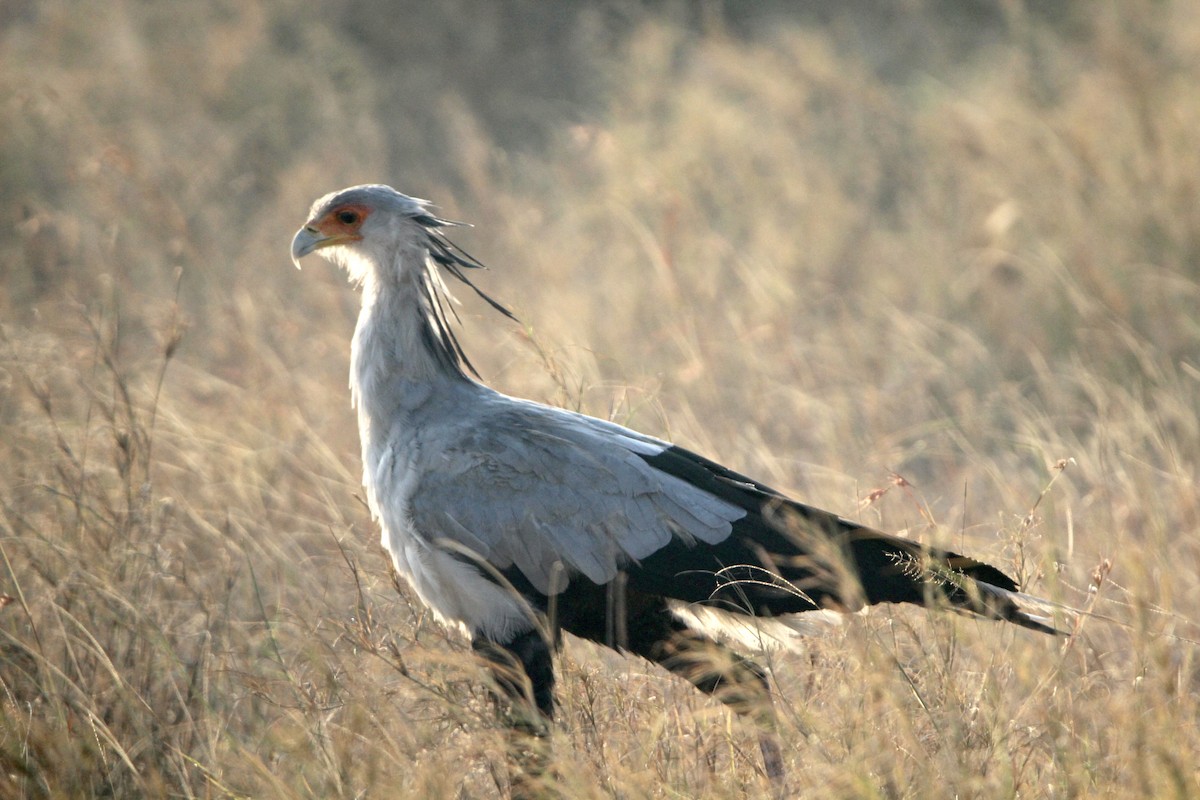 Secretarybird - ML620760910