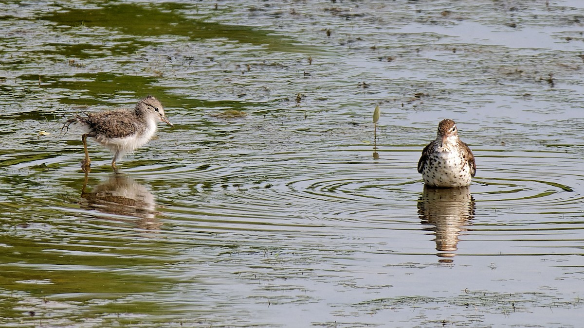 Spotted Sandpiper - ML620760912