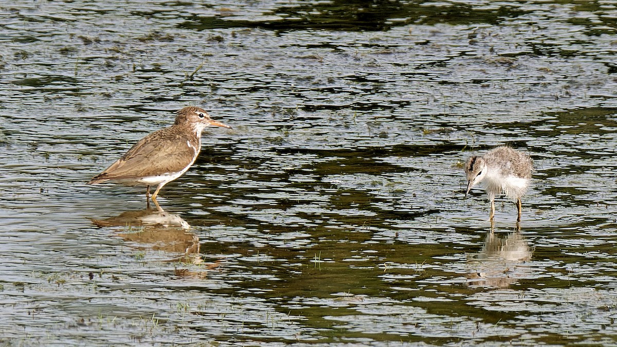 Spotted Sandpiper - ML620760913