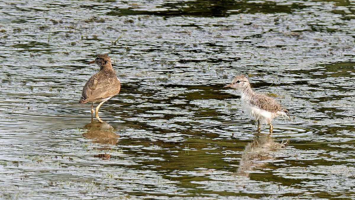 Spotted Sandpiper - ML620760914