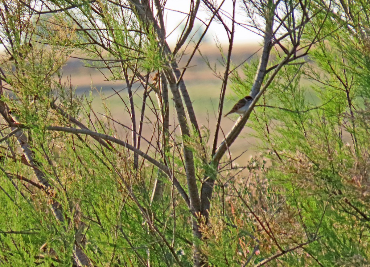 Eurasian Tree Sparrow - ML620760917